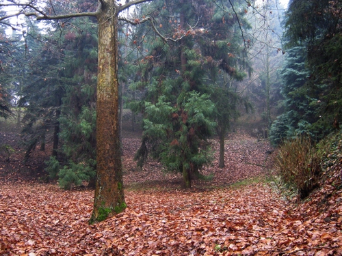 Immagine con foglie, alberi, bosco, autunno, rami, verde, piante