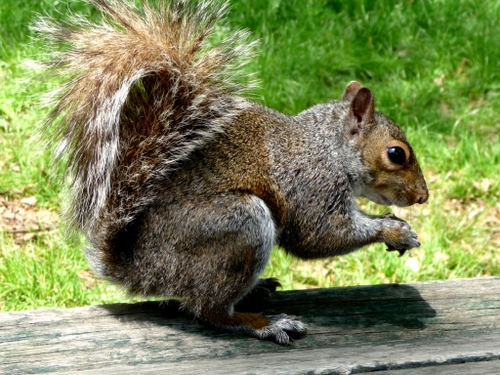 Immagine con scoiattolo, coda, legno, animale, erba, zampe, pelliccia, grigio, verde