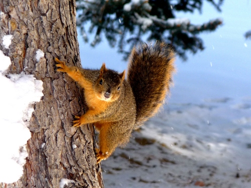 Immagine con scoiattolo, neve, albero, tronco, animale, coda