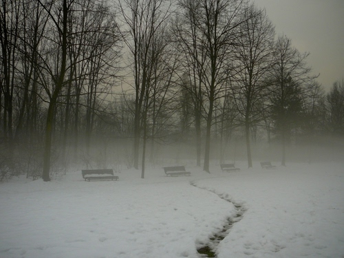 Immagine con neve, alberi, panchine, nebbia, parco, inverno, orme