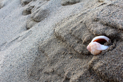 Immagine con conchiglia, sabbia, spiaggia, granelli, bagnata, grigio, rosa, bianco