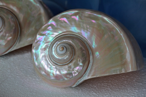 Immagine con spirale, madreperla, conchiglia, colori, chiocciola, guscio, frattali, conchiglie, frattale, riflesso, bianco