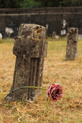 Immagine con rosa, cimitero, fiore, erba, croce, croci, due, verde, pietra