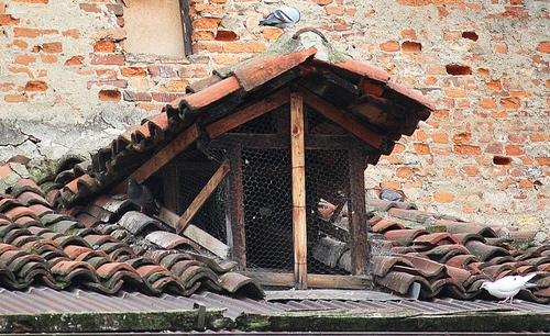 Immagine con abbaino, tegole, tetto, rete, legno, mattoni, casa, finestra, coppi