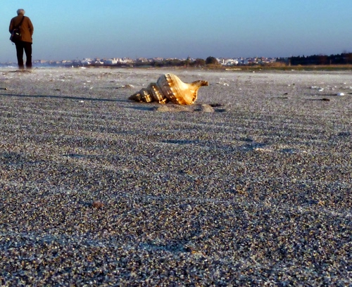 Immagine con conchiglia, spiaggia, sabbia, uomo, persona, sassolini, mare, cielo, ghiaia