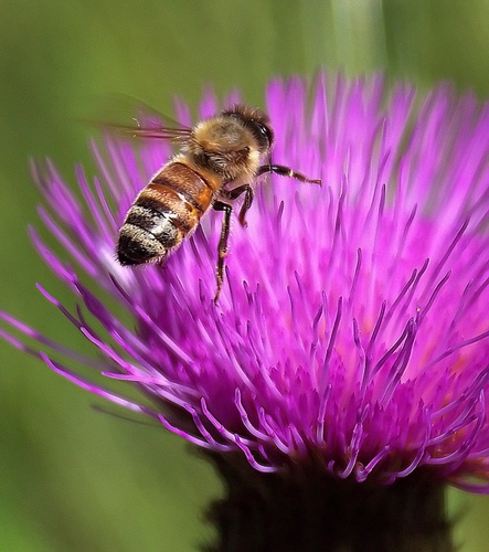 Immagine con ape, ali, fiore, viola, insetto, macro, zampe, rosa, cardo, fucsia, verde, natura, petali, fiori