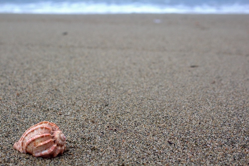 Immagine con sabbia, conchiglia, mare, spiaggia, onde, acqua, grigio, rosa, granelli