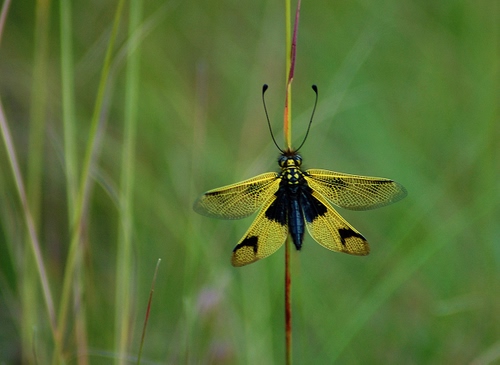 Immagine con ali, verde, insetto, antenne, giallo, farfalla, nero, macro, erba, stelo, sfocato