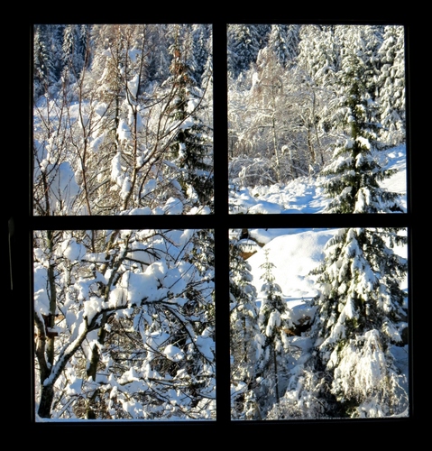 Immagine con finestra, neve, alberi, inverno, rami, abeti, bosco, bianco