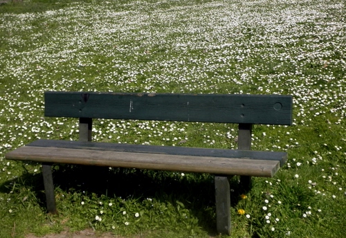 Immagine con panchina, legno, fiori, prato, margherite, erba, verde, bianco