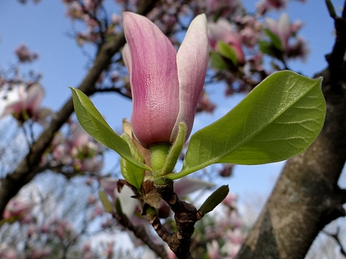 Immagine con foglie, fiore, rosa, rami, verde, albero, fiori, petali