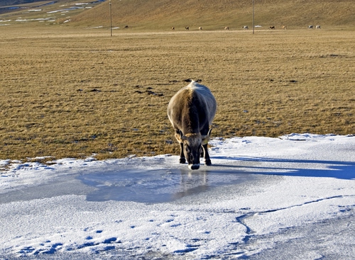 Immagine con mucca, neve, acqua, prato, montagna, bere, sale, animale, bianco