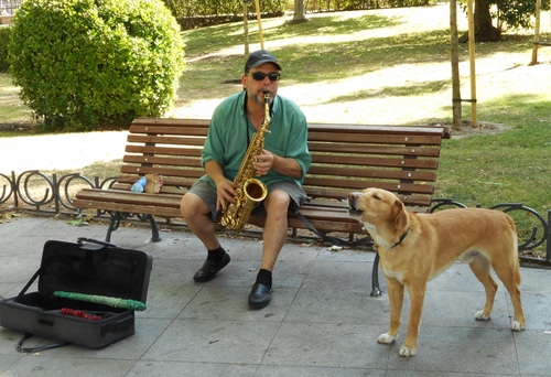 Immagine con panchina, cane, musicista, sassofono, cappello, animale, uomo, verde, occhiali, strumento, giardino, custodia, musica, erba, parco, valigia, sax, alberi, suonare, suonatore, guinzaglio, tromba