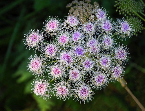 Immagine con verde, viola, fiori, bianco, fiore, pistilli, sfocato, rosa, natura, gambo, macro, stelo, foglie