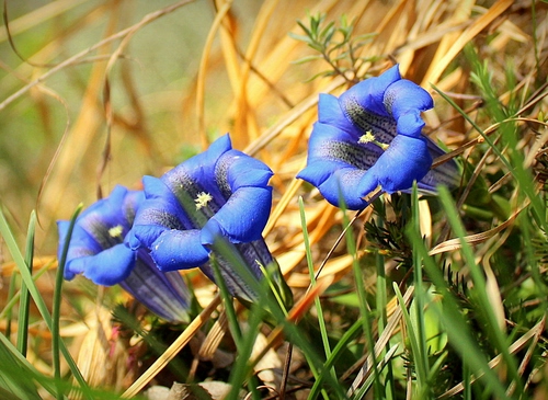 Immagine con fiori, erba, blu, tre, verde, genziane, viola, pistilli