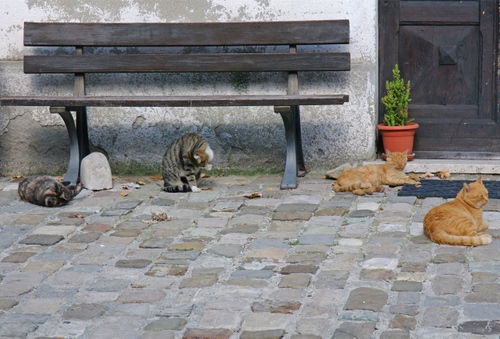 Immagine con panchina, gatti, vaso, porta, quattro, sasso, pietre, grigio, gatto, selciato, pianta