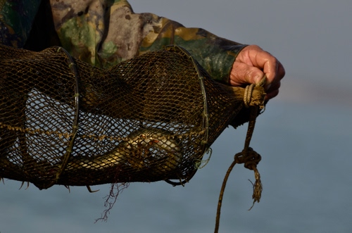 Immagine con rete, pescatore, pesce, mano, corda, pesca, nassa, cielo, mani, braccio, anguilla, nodo