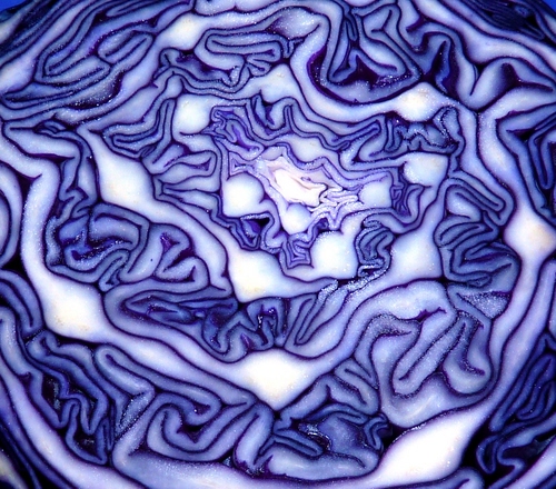 Immagine con bianco, viola, astratto, linee, cavolo, ortaggio, macro, blu, curve, pattern