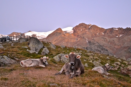 Immagine con neve, mucche, montagna, pascolo, staccionata, sassi, animali, cielo, montagne, erba, baita, roccia, bianco, pietre, bovini, vette, prato, due