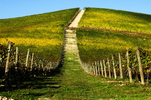 Immagine con verde, strada, collina, sentiero, vigneto, campagna, pali, viti, vigna, foglie, vigneti, cielo, filari