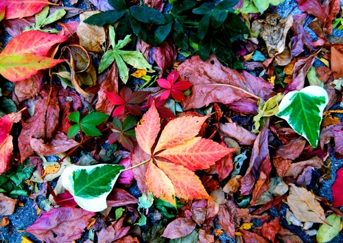 Immagine con foglie, rosso, verde, autunno, colori, tappeto, giallo, edera