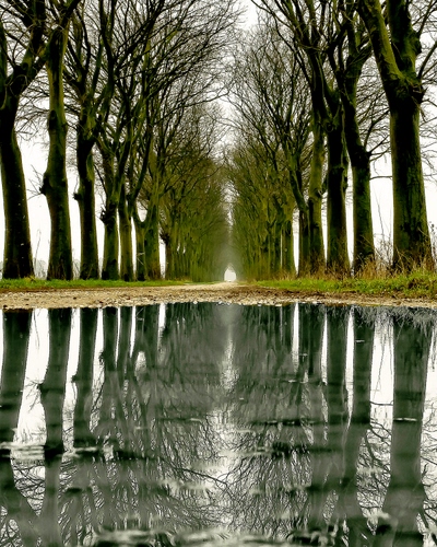Immagine con alberi, riflesso, acqua, pozzanghera, rami, viale, tronchi