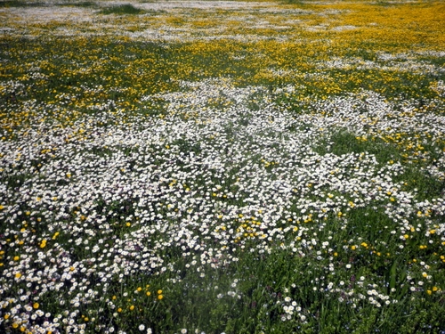 Immagine con fiori, giallo, bianco, prato, campo, campagna, verde, margherite