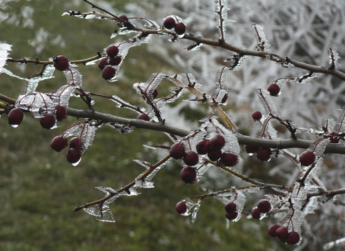 Immagine con bacche, ghiaccio, rami, inverno, spine, rosso, bianco, brina, freddo, alberi, pianta, verde, albero, sfocato, gelo, viola, rametti