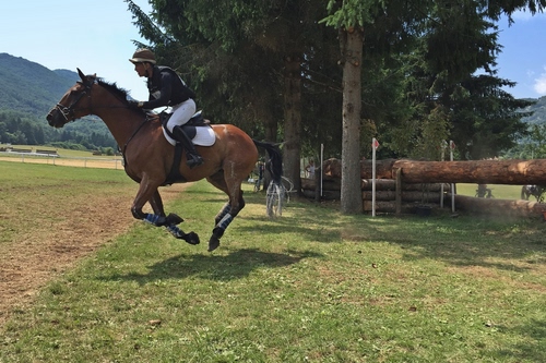 Immagine con alberi, cavallo, fantino, prato, verde, cavaliere, tronchi, zampe, galoppo, erba, sella, animale, ostacolo, coda, equino, stivali, marrone, cielo, corsa, ostacoli, montagne