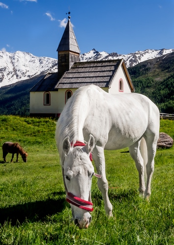 Immagine con bianco, cavalli, erba, neve, chiesa, montagne, campanile, cielo, montagna, cavallo, verde, finestre, azzurro, chiesetta, briglie, animali, due