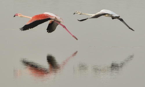 Immagine con fenicotteri, rosa, volo, riflesso, acqua, riflessi, due, uccelli, volare, aironi, animali