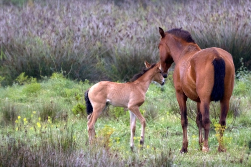Immagine con puledro, erba, cavalli, zampe, coda, animali, cavalla, verde, criniera, cavallo, due, prato, fiori, orecchie