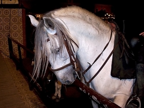 Immagine con criniera, cavallo, bianco, orecchie, animale, redini, muso, sella, stalla, occhi, briglie