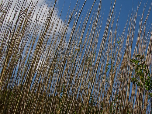 Immagine con cielo, canne, foglie, azzurro, nuvole, piante, verde, canneto, linee, alte, verdi, bianco, vegetazione, ramo, bambù, rami