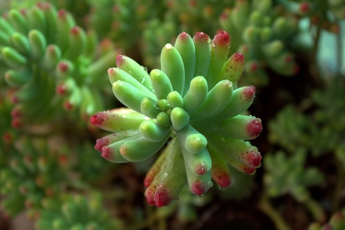 Immagine con pianta, verde, foglie, gocce, rosso, grassa, macro, natura, piante, fiore, acqua, sfocato, rossa