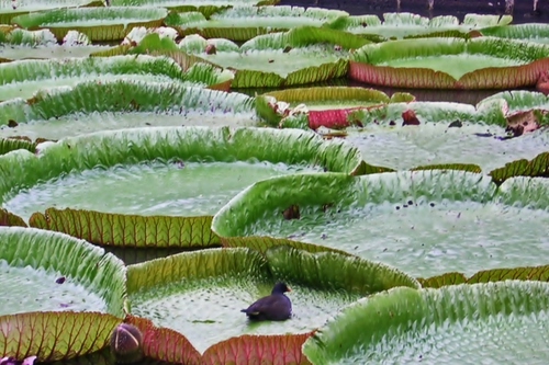 Immagine con uccello, verde, foglie, acqua, ninfee, anatra
