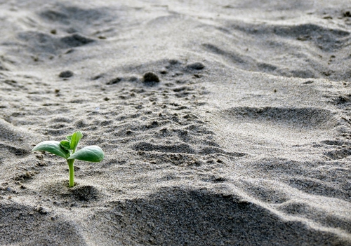 Immagine con sabbia, verde, foglie, granelli, piantina, germoglio, grigio, stelo, pianta