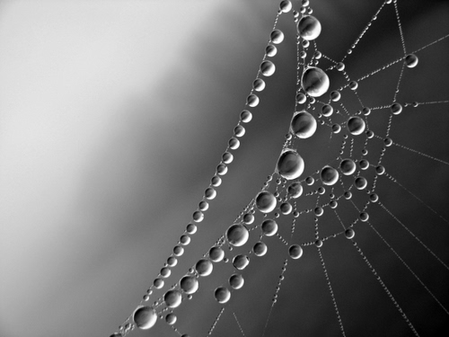 Immagine con ragnatela, gocce, grigio, macro, bianconero, acqua, sfere, perle, fili, cerchi, tante, collana