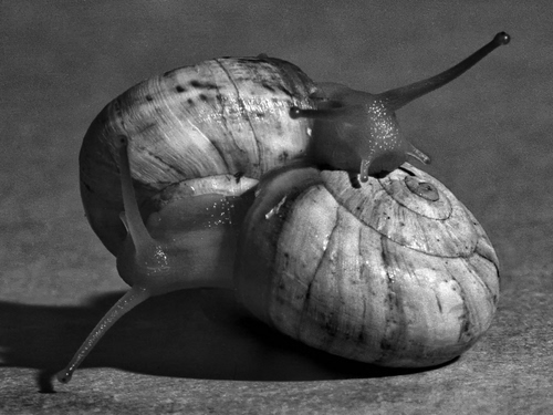 Immagine con bianconero, due, chiocciole, lumache, spirale, gusci, corna, antenne, ombra, animali, coppia, accoppiamento, occhi