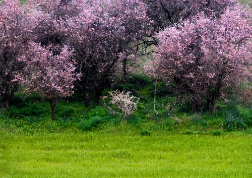 Immagine con alberi, verde, fiori, prato, rosa, primavera, erba, piante, frutta, natura, fioritura