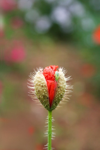 Immagine con fiore, rosso, bocciolo, verde, papavero, insetto, peli, macro, sfocato