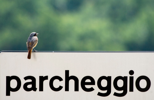 Immagine con uccello, cartello, parcheggio, verde, scritta, passero, nero, bianco, uccelli, segnale, uccellino, animali