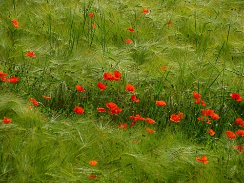 Immagine con papaveri, verde, rosso, grano, spighe, campo, natura, fiori, rossi