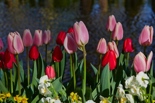Immagine con tulipani, rosa, fiori, rosso, verde, narcisi, rossi, foglie