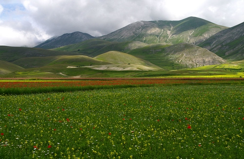 Immagine con fiori, prato, colline, montagne, papaveri, verde, panorama, campi, monti