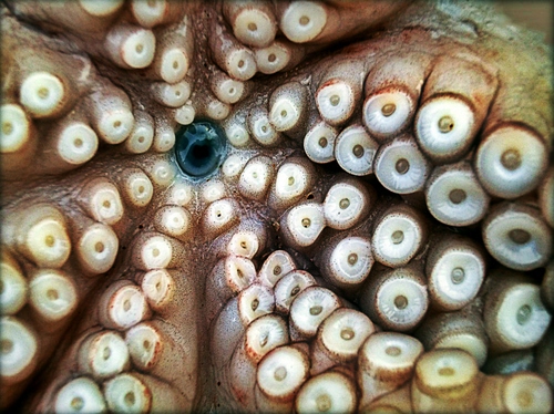 Immagine con ventose, tentacoli, occhio, polipo, macro, pesce, mollusco, polpo, cerchi