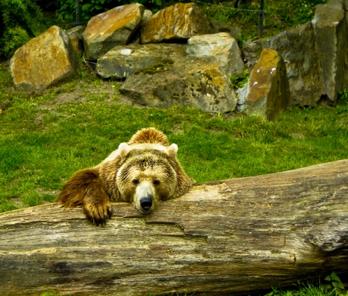 Immagine con orso, tronco, erba, prato, verde, massi, animali, animale, pietre, sassi, rocce, bruno