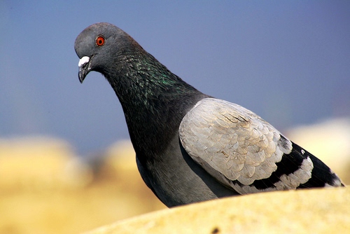 Immagine con piccione, uccello, piume, becco, occhio, animale, giallo, cielo