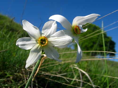 Immagine con bianco, fiore, erba, petali, fiori, narciso, corolla, prato, verde, giallo, natura, macro, due