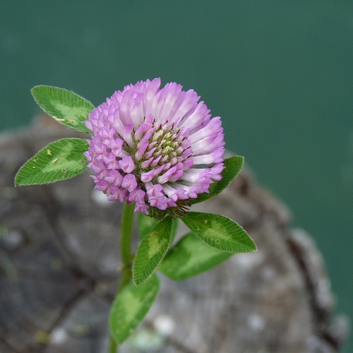 Immagine con fiore, foglie, verde, petali, rosa, trifoglio, lilla, gambo, viola, macro, sfocato, pianta